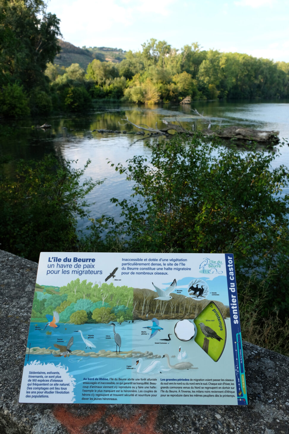 illustrations naturalistes_sentier d'interprétaion_espaces naturels sensibles_Catherine Chion_Centre d'observation de la nature de l'île du beurre0