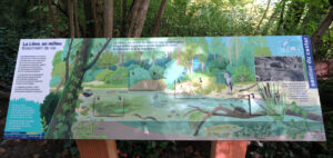 illustrations naturalistes_sentier d'interprétaion_espaces naturels sensibles_Catherine Chion_Centre d'observation de la nature de l'île du beurre23